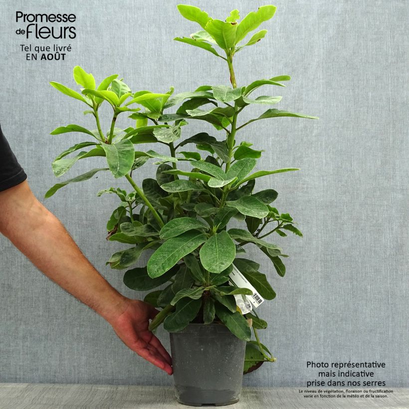Amostra de Rhododendron INKARHO Furnivall's Daughter Vaso de 3 L/4 L tal como entregue no verão