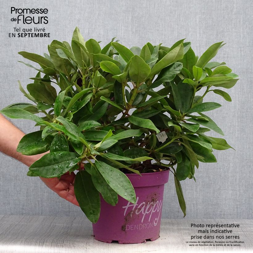 Amostra de Rhododendron INKARHO Happydendron Pushy Purple Vaso de 4 L/5 L tal como entregue no outono