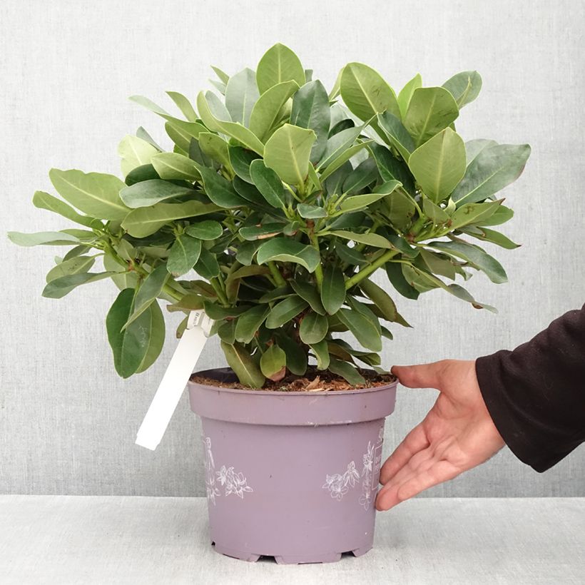 Amostra de Rhododendron INKARHO Lila Dufthecke Vaso de 4 L/5 L tal como entregue no outono