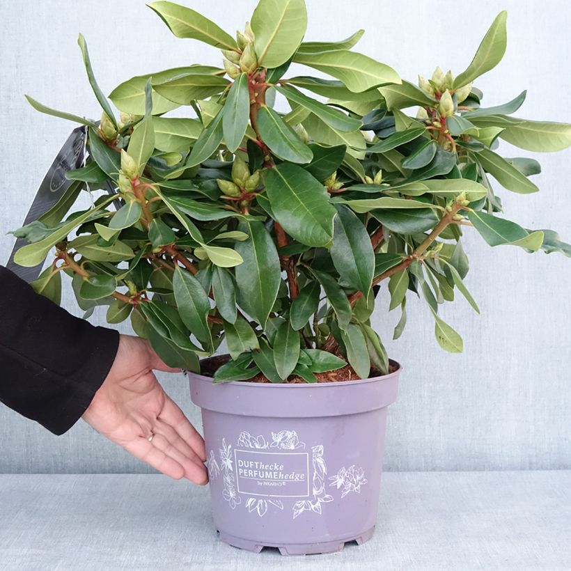 Amostra de Rhododendron INKARHO Lila Dufthecke Vaso de 4 L/5 L tal como entregue no inverno