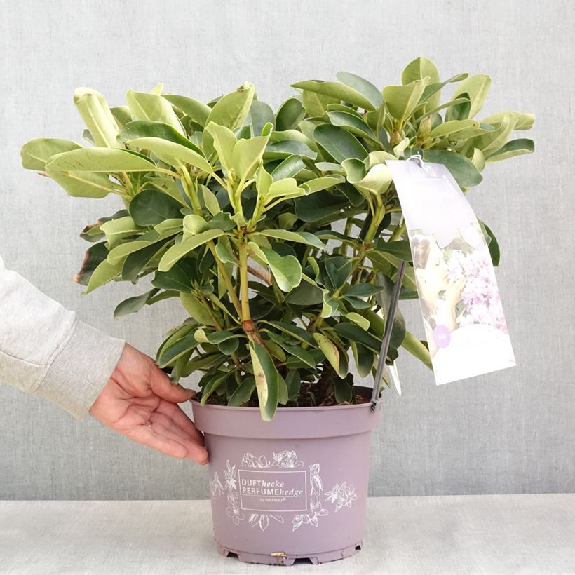 Amostra de Rhododendron INKARHO Lila Dufthecke Vaso de 4 L/5 L tal como entregue na primavera