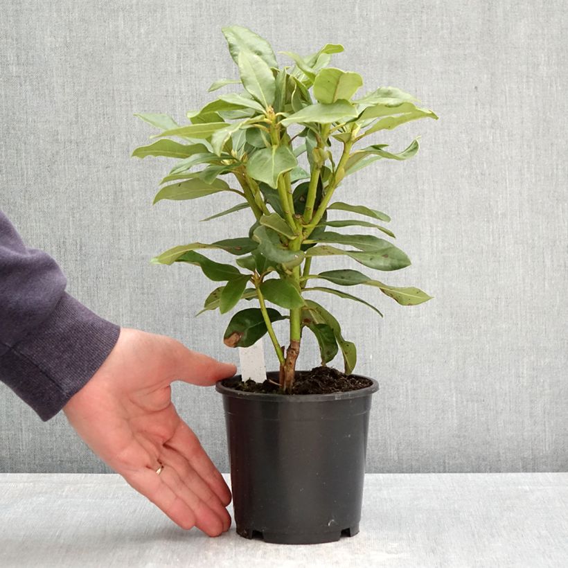 Amostra de Rhododendron INKARHO Nova Zembla Vaso de 12 cm/13 cm tal como entregue na primavera