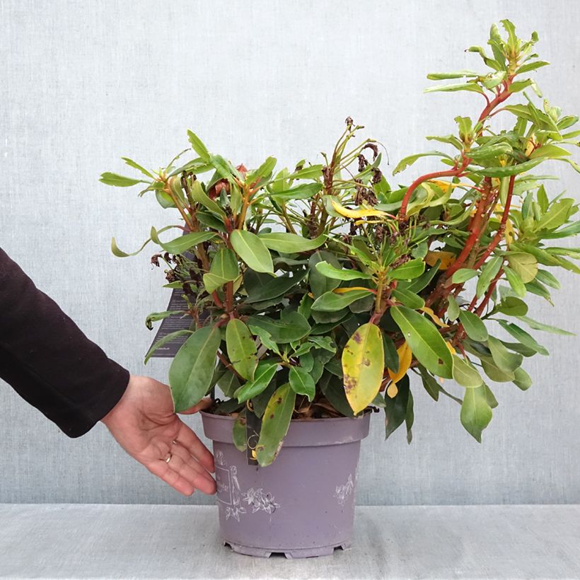 Amostra de Rhododendron INKARHO Rosa Dufthecke Vaso de 4 L/5 L tal como entregue no outono