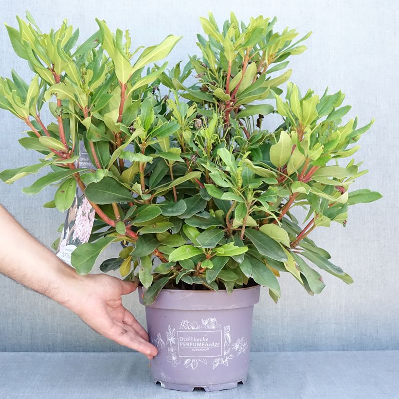Amostra de Rhododendron INKARHO Rosa Dufthecke Vaso de 4 L/5 L tal como entregue no verão