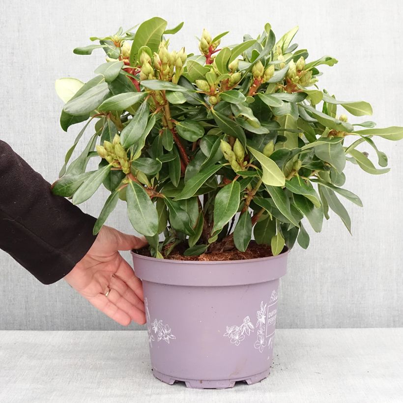 Amostra de Rhododendron INKARHO Rosa Dufthecke Vaso de 4 L/5 L tal como entregue no inverno