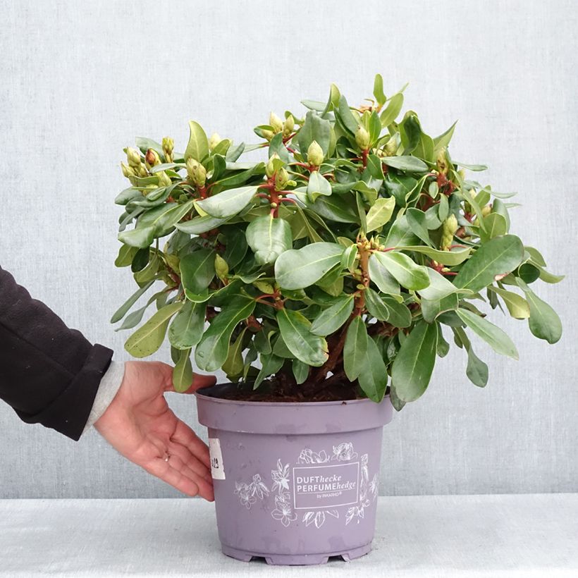 Amostra de Rhododendron INKARHO Rosa Dufthecke Vaso de 4 L/5 L tal como entregue na primavera