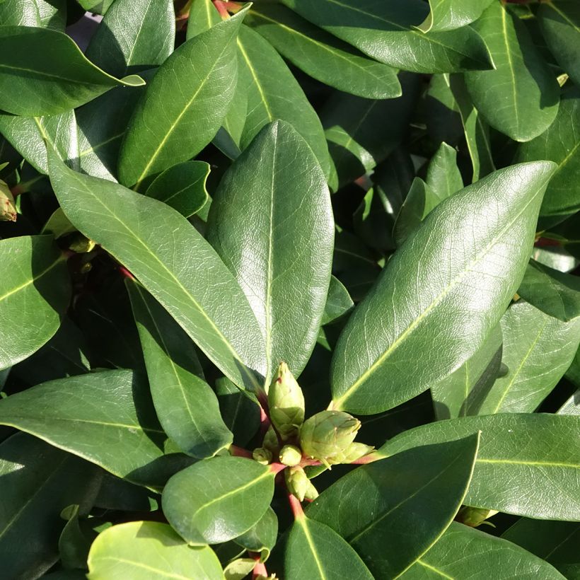 Rhododendron INKARHO Weiße Dufthecke (Folhagem)