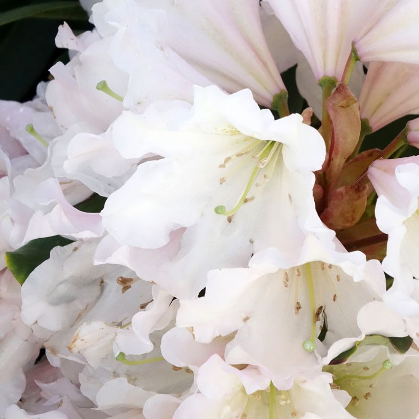 Rhododendron INKARHO Weiße Dufthecke (Floração)