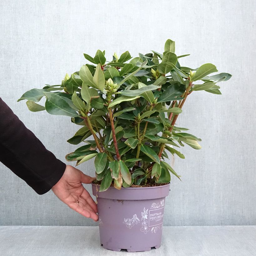 Amostra de Rhododendron INKARHO Weiße Dufthecke Vaso de 4 L/5 L tal como entregue no outono