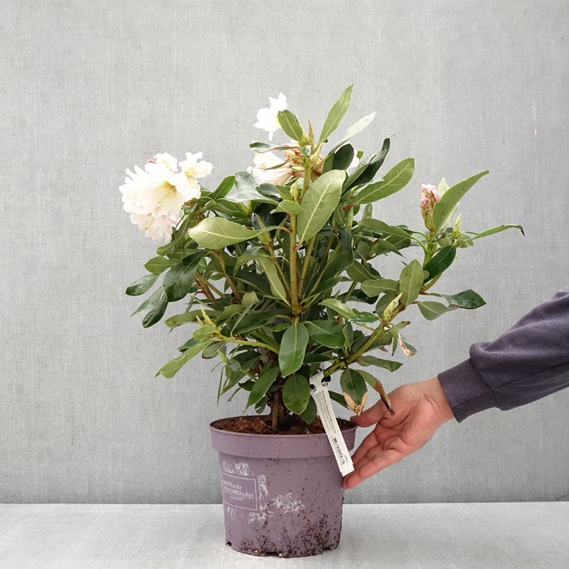 Amostra de Rhododendron INKARHO Weiße Dufthecke Vaso de 4 L/5 L tal como entregue na primavera