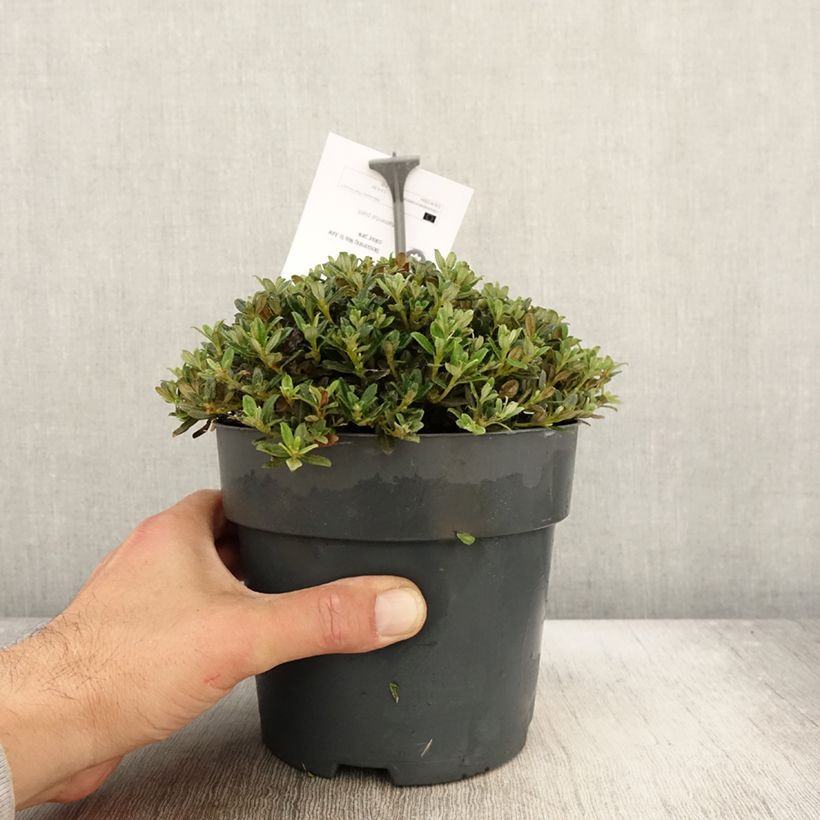 Amostra de Rhododendron keleticum - Rhododendron nain Pot de 2L/3L tal como entregue no outono