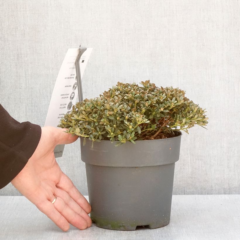 Amostra de Rhododendron keleticum - Rhododendron nain Vaso de 2 L/3 L tal como entregue no inverno