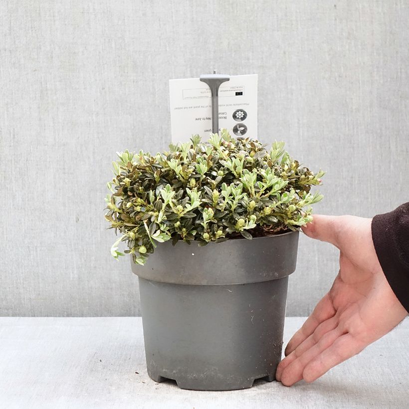 Amostra de Rhododendron keleticum - Rododendro Anão Vaso de 2 L/3 L tal como entregue na primavera