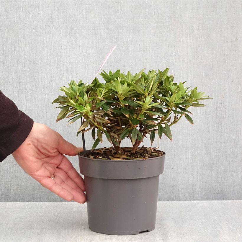 Amostra de Rhododendron keleticum Robert Seleger - Rhododendron nain Pot de 2L/3L tal como entregue no outono
