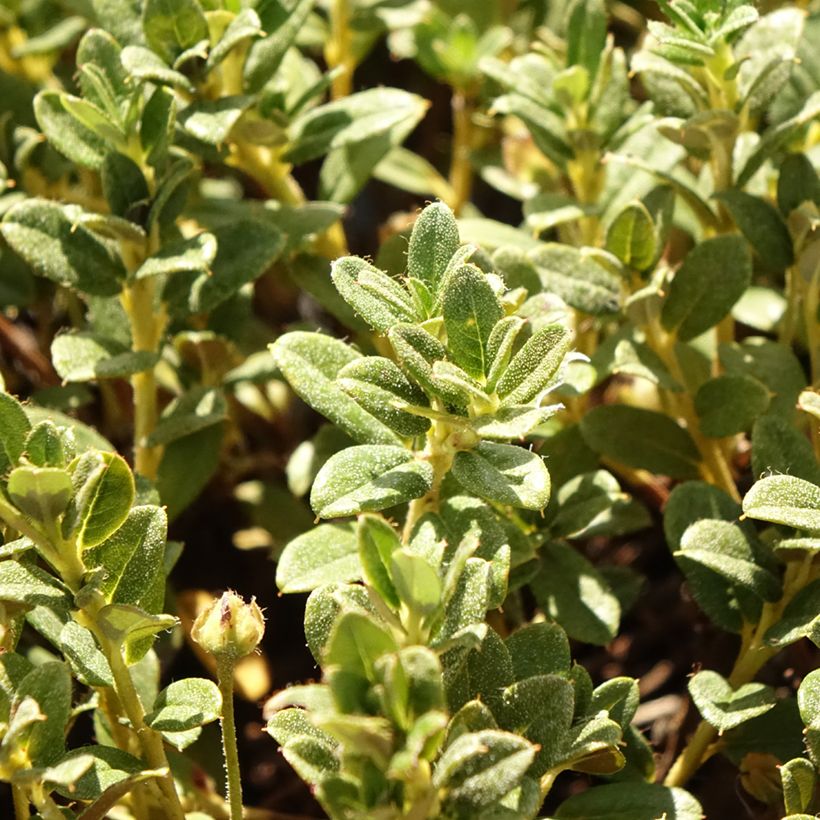 Rhododendron Lilly Bell Dream - Rododendro Anão (Folhagem)