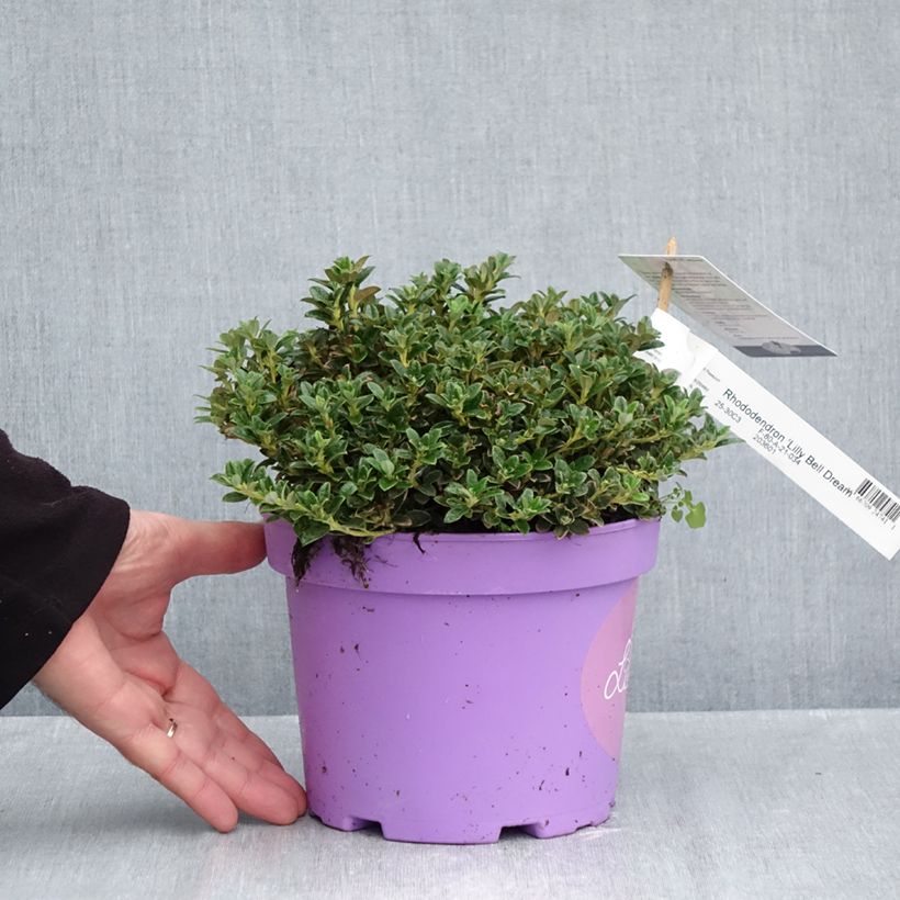 Amostra de Rhododendron Lilly Bell Dream - Rododendro Anão Vaso de 3 L/4 L tal como entregue no outono