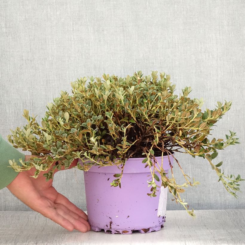 Amostra de Rhododendron Lilly Bell Dream - Rododendro Anão Vaso de 3 L/4 L tal como entregue no verão