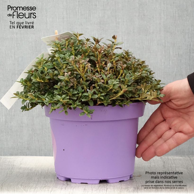 Amostra de Rhododendron Lilly Bell Dream - Rhododendron nain Vaso de 3 L/4 L tal como entregue no inverno