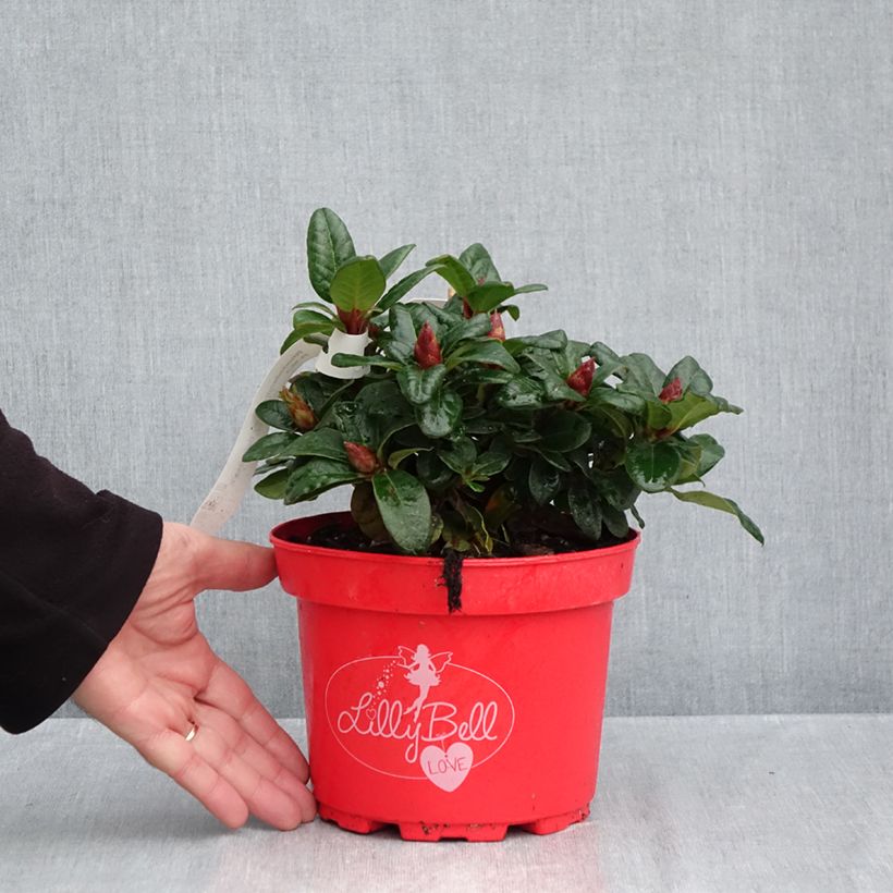 Amostra de Rhododendron Lilly Bell Love - Rododendro Anão Vaso de 3 L/4 L tal como entregue no outono