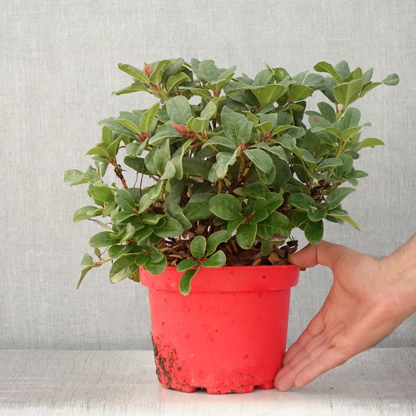 Amostra de Rhododendron Lilly Bell Love - Rododendro Anão Vaso de 3 L/4 L tal como entregue no verão