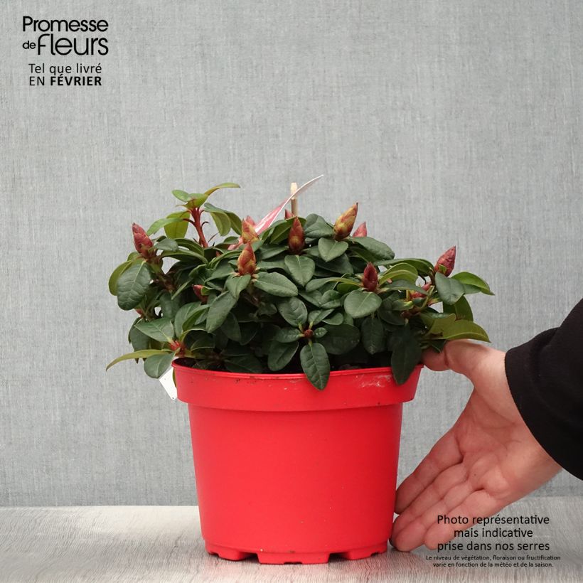 Amostra de Rhododendron Lilly Bell Love - Rhododendron nain Vaso de 3 L/4 L tal como entregue no inverno