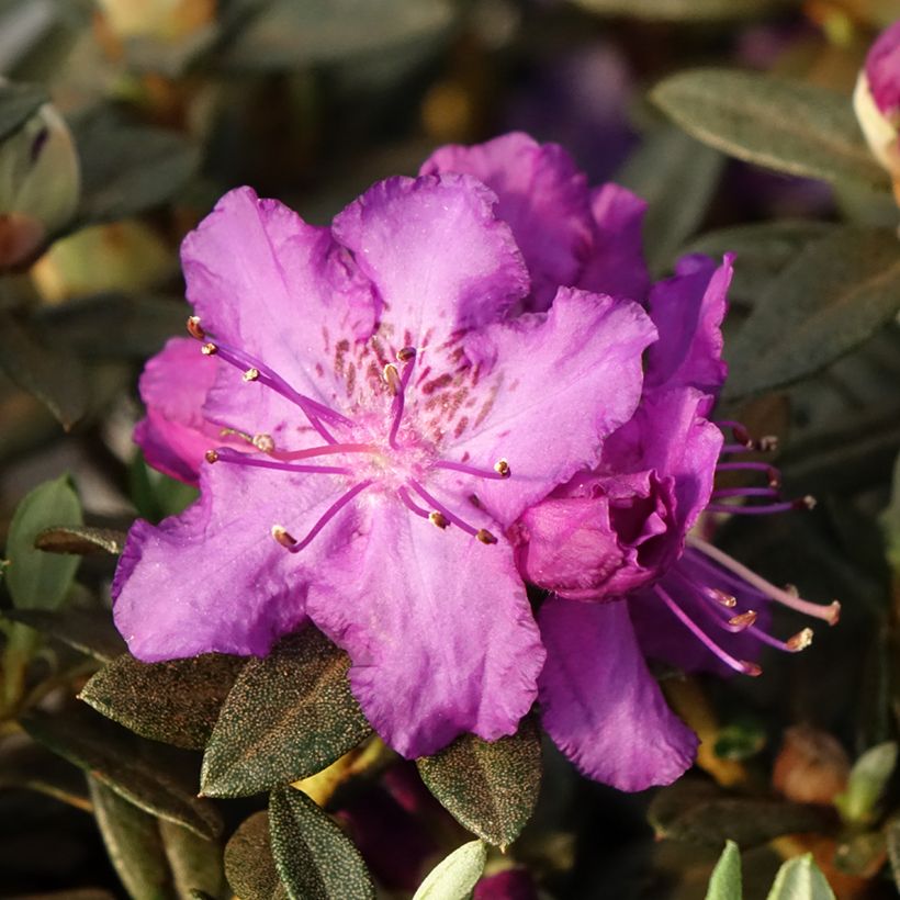 Rhododendron Lilly Bell Magic - Rododendro Anão (Floração)