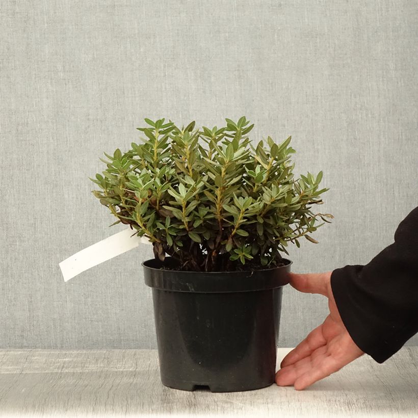 Amostra de Rhododendron Lilly Bell Magic - Rhododendron nain Pot de 3L/4L tal como entregue no outono