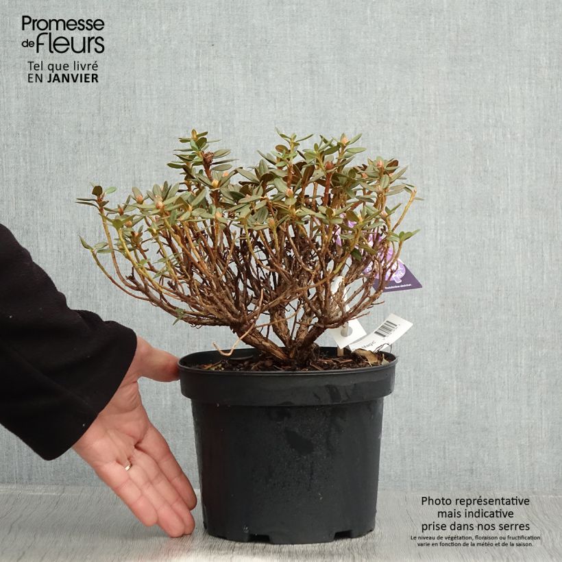 Amostra de Rhododendron Lilly Bell Magic - Rhododendron nain Vaso de 3 L/4 L tal como entregue no inverno