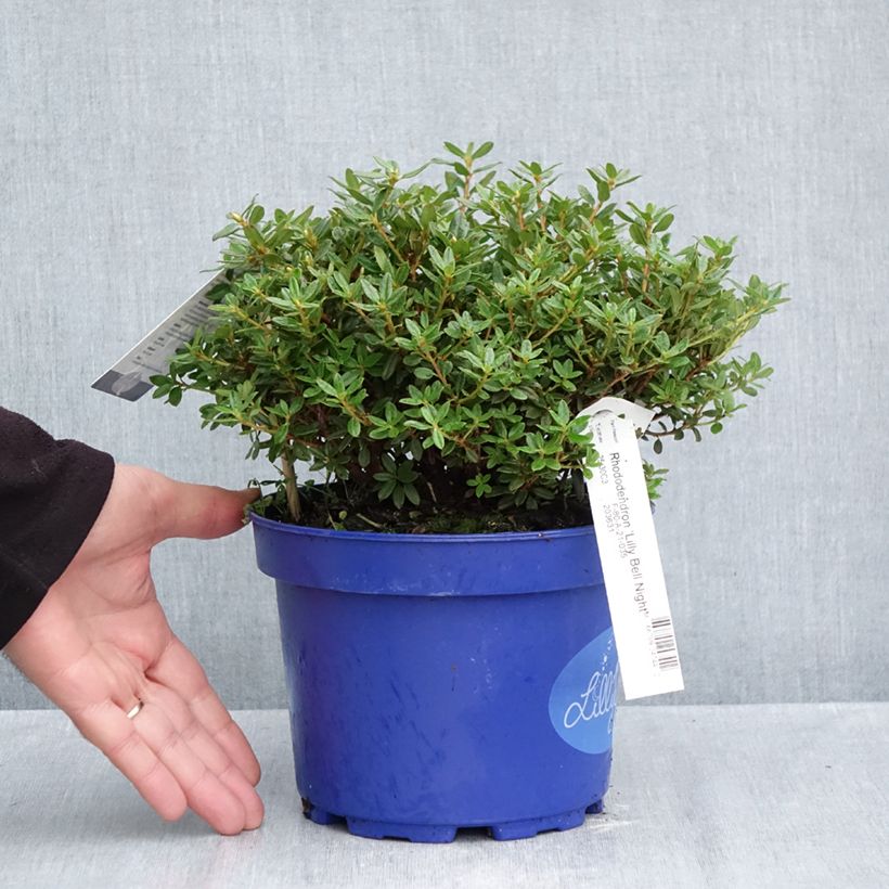 Amostra de Rhododendron Lilly Bell Night - Rododendro Anão Vaso de 3 L/4 L tal como entregue no outono