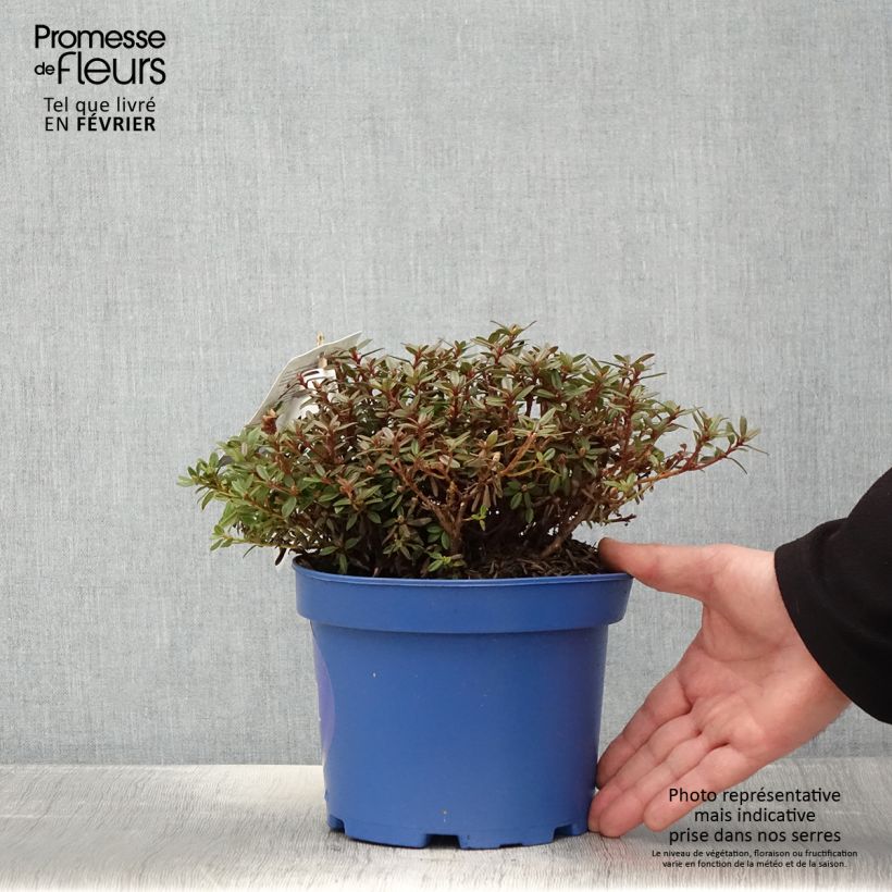 Amostra de Rhododendron Lilly Bell Night - Rododendro Anão Vaso de 3 L/4 L tal como entregue no inverno