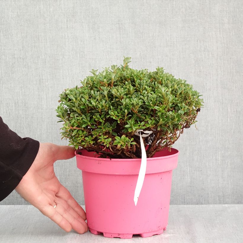 Amostra de Rhododendron Lilly Bell Pearl - Rododendro Anão Vaso de 3 L/4 L tal como entregue no outono