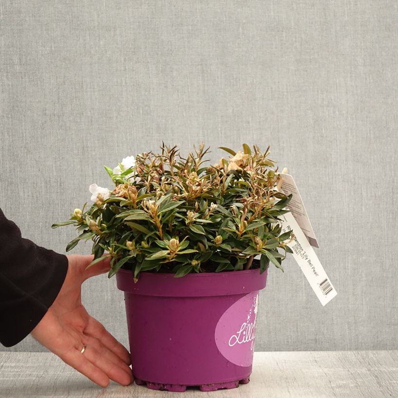 Amostra de Rhododendron Lilly Bell Pearl - Rhododendron nain Pot de 3L/4L tal como entregue na primavera
