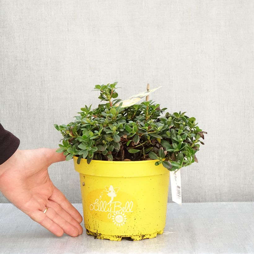 Amostra de Rhododendron Lilly Bell Sun - Rododendro Anão Vaso de 3 L/4 L tal como entregue no outono