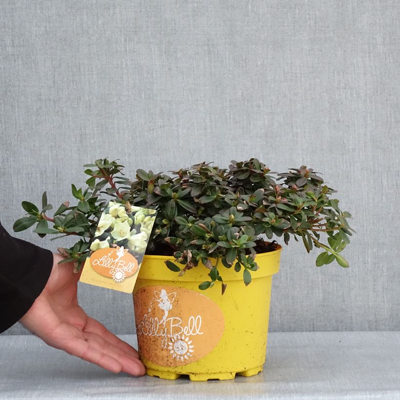 Amostra de Rhododendron Lilly Bell Sun - Rhododendron nain Pot de 3L/4L tal como entregue no inverno