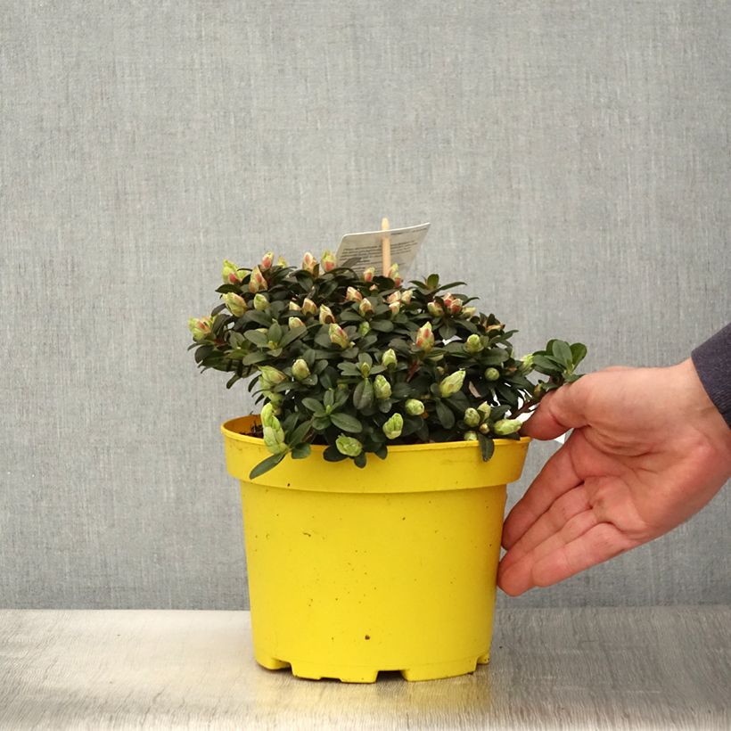 Amostra de Rhododendron Lilly Bell Sun - Rododendro Anão Vaso de 3 L/4 L tal como entregue na primavera