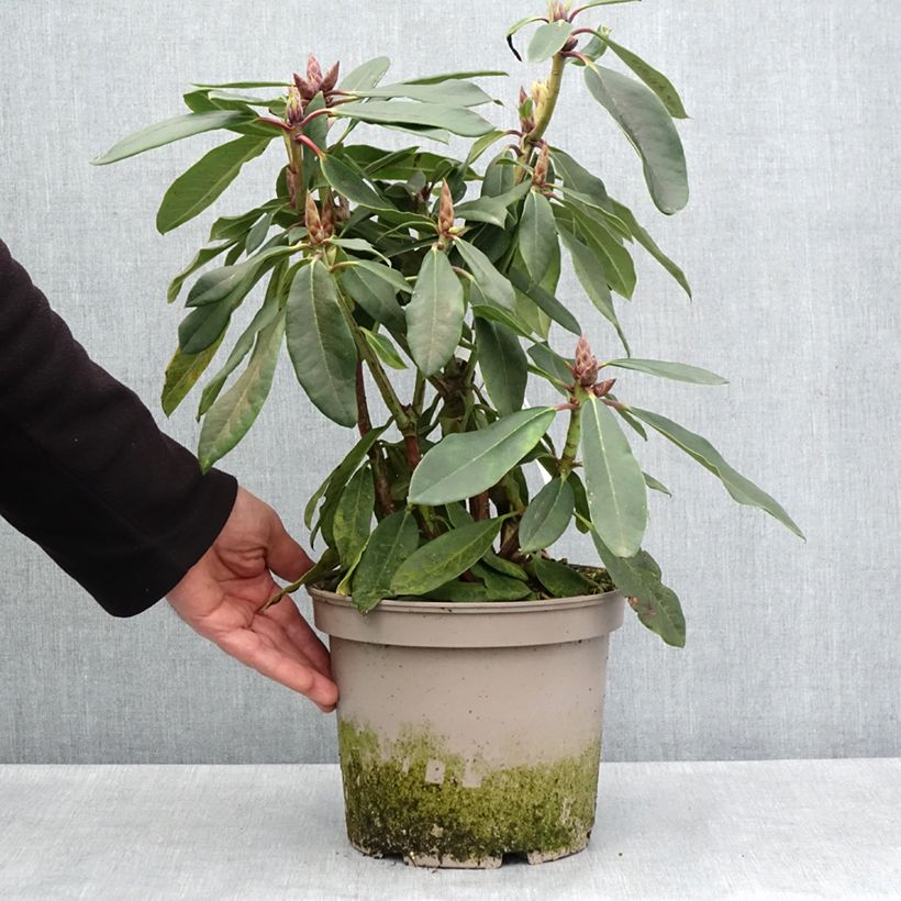 Amostra de Rhododendron loderi King George Vaso de 4 L/5 L tal como entregue na primavera