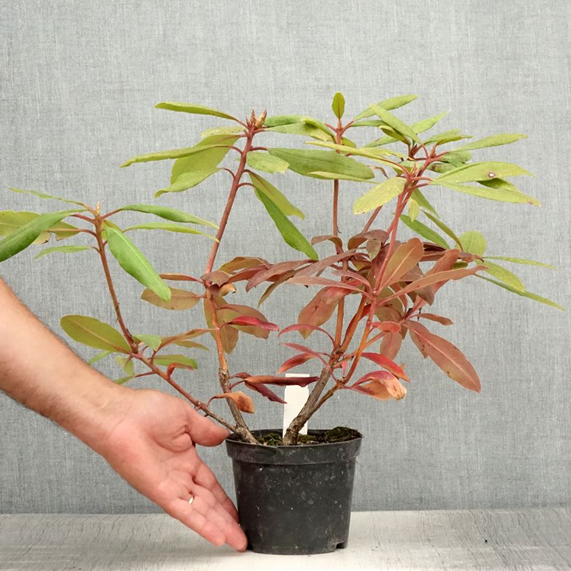 Amostra de Rhododendron Marcel Ménard Vaso de 12 cm/13 cm tal como entregue no verão