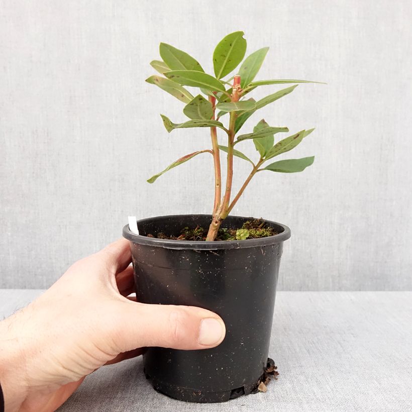 Amostra de Rhododendron Marcel Ménard Vaso de 12 cm/13 cm tal como entregue no inverno