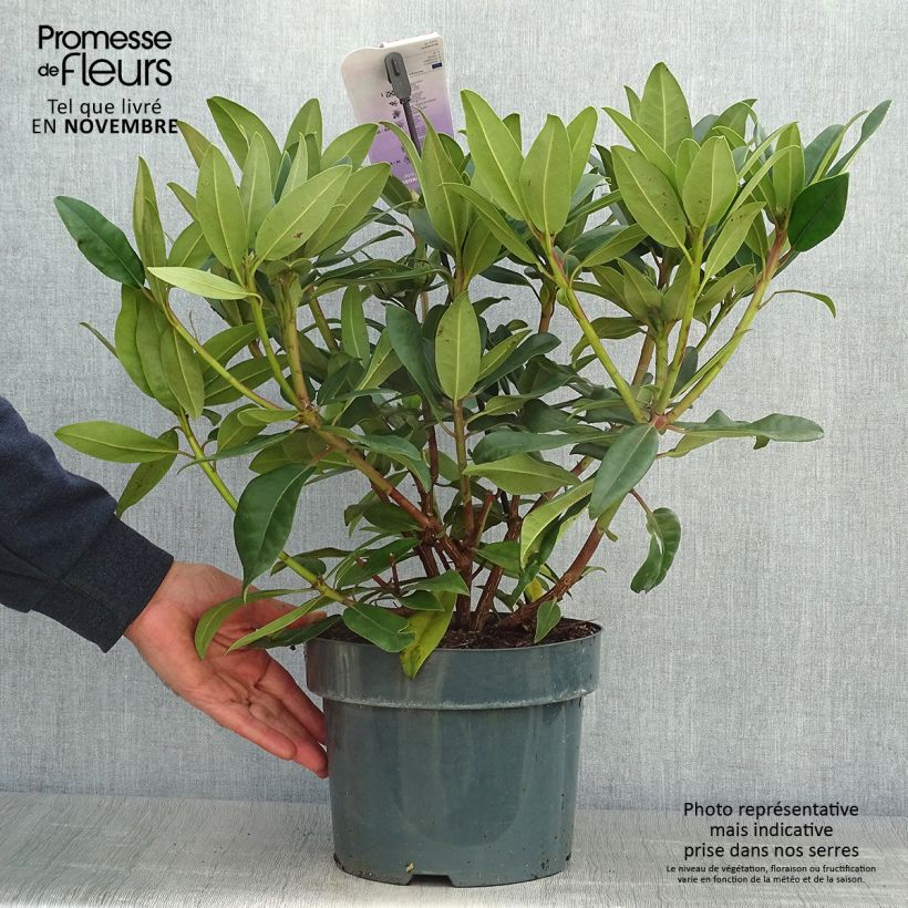 Amostra de Rhododendron Marie Forte Vaso de 4 L/5 L tal como entregue no outono