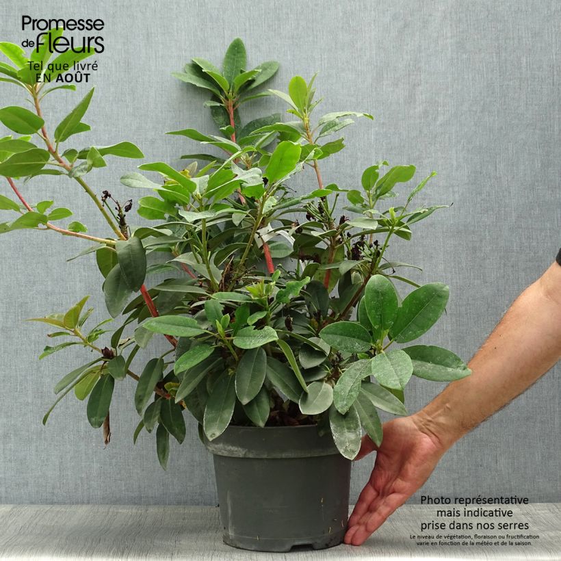 Amostra de Rhododendron Marie Forte Vaso de 4 L/5 L tal como entregue no verão