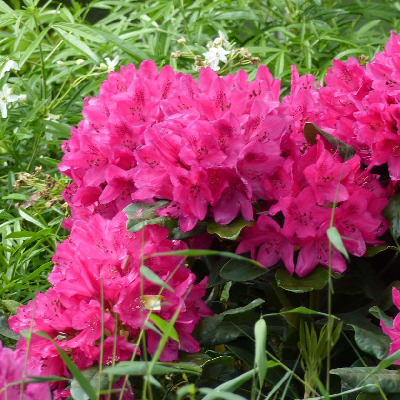 Rhododendron Marie Forte (Floração)
