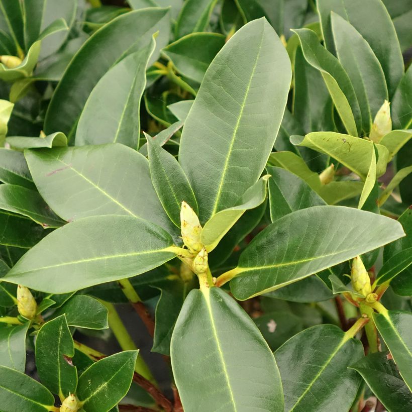 Rhododendron Markeeta's Prize (Folhagem)