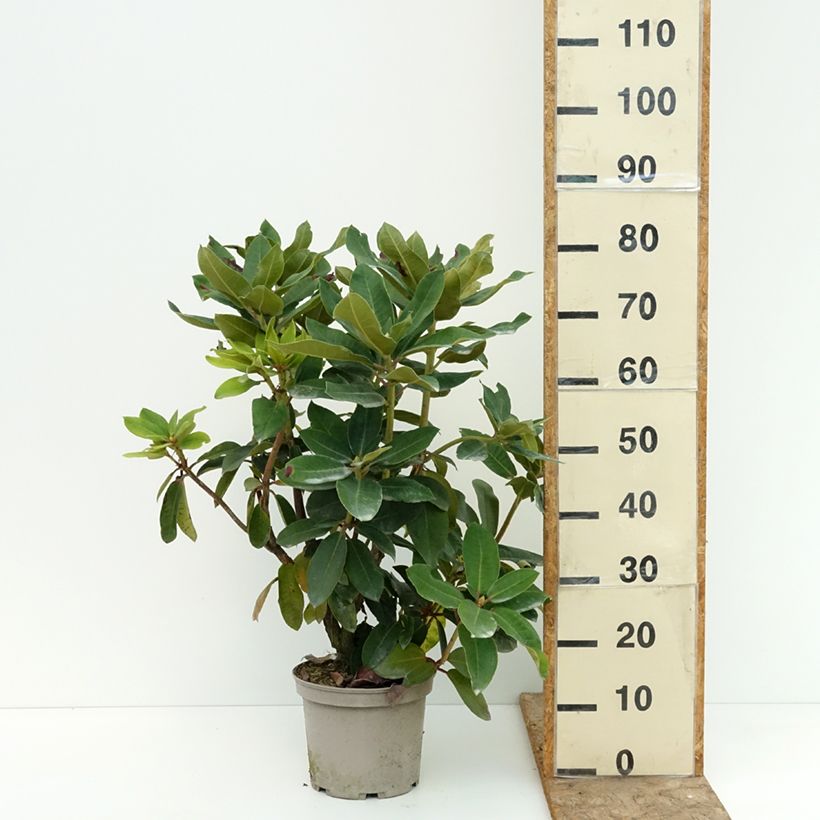 Amostra de Rhododendron Markeeta's Prize Vaso de 4 L/5 L tal como entregue no verão