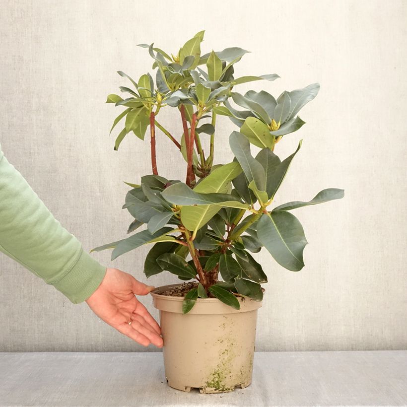 Amostra de Rhododendron Markeeta's Prize Vaso de 4 L/5 L tal como entregue no inverno