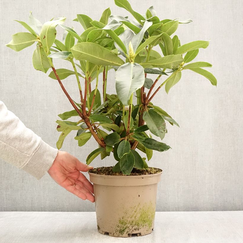 Amostra de Rhododendron Markeeta's Prize Vaso de 4 L/5 L tal como entregue na primavera