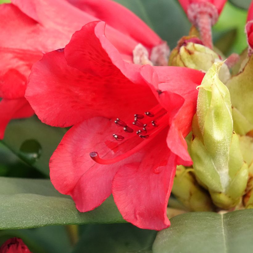 Rhododendron Melville (Floração)