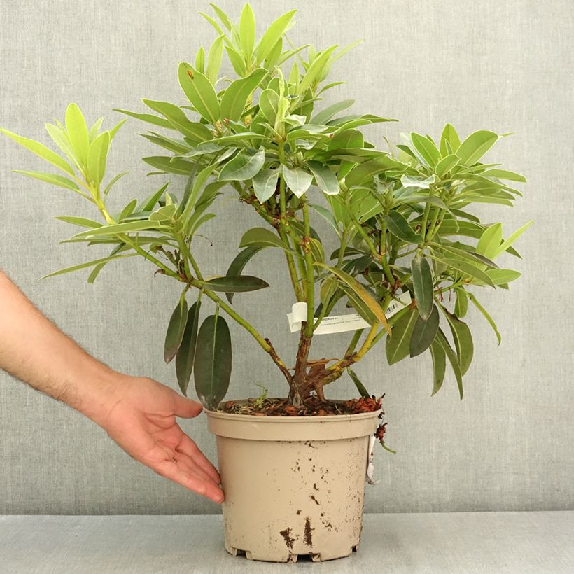 Amostra de Rhododendron Midnight - Rododendro Vaso de 4 L/5 L tal como entregue no verão