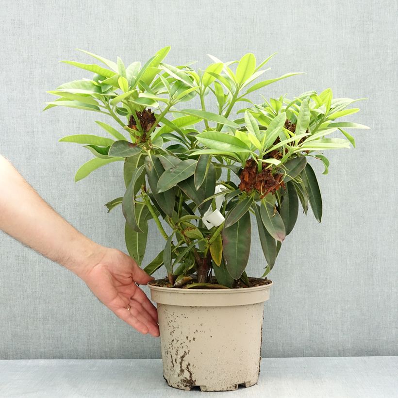 Amostra de Rhododendron Midnight - Rododendro Vaso de 4 L/5 L tal como entregue na primavera