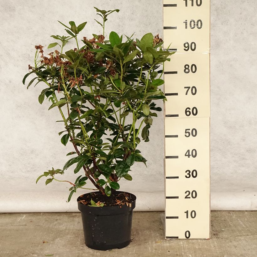 Amostra de Rhododendron Mrs T.H. Lowinsky Vaso de 7,5 L/10 L tal como entregue no verão