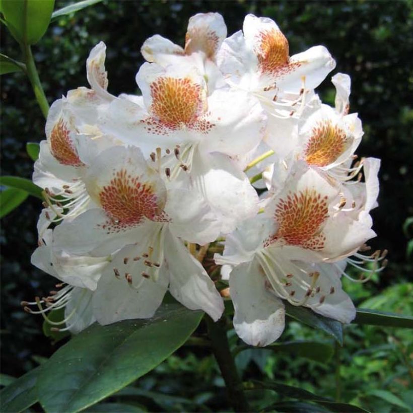 Rhododendron Mrs T.H. Lowinsky (Floração)
